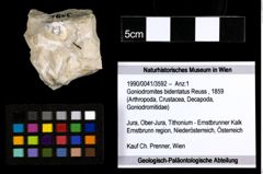 Foto (Objekt + Etiketten) von Goniodromites bidentatus (Reuss, 1859) 